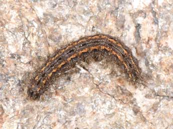  Chenille de Eilema caniola Hb. - �Philippe Mothiron