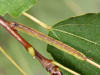  Chenille de Stegania cararia Hb. - �Philippe Mothiron
