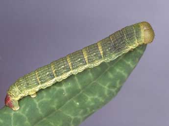  Chenille de Macaria carbonaria Cl. - �Kimmo Silvonen