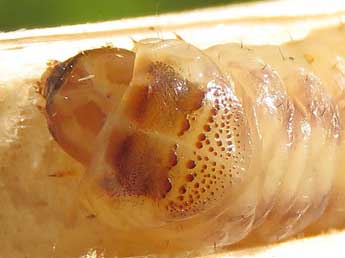  Chenille de Phragmataecia castaneae Hb. - �Ruben Meert