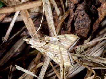 Antigastra catalaunalis Dup. adulte - �Paolo Magni