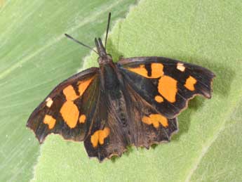 Libythea celtis Laich. adulte - �Philippe Mothiron