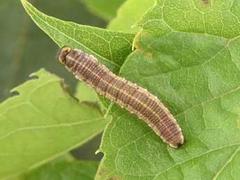  Chenille de Libythea celtis Laich. - �Philippe Mothiron