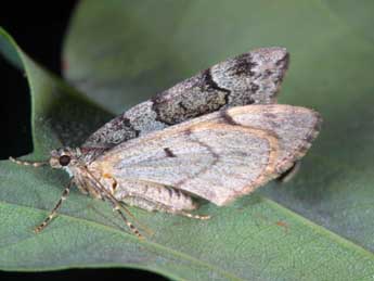 Thera cembrae Kitt adulte - �Jean Haxaire