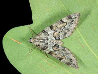 Thera cembrae Kitt adulte - �Jean Haxaire