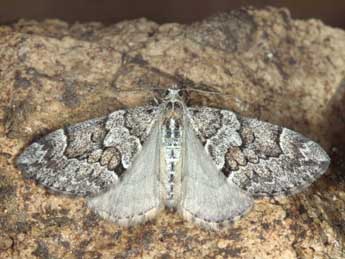 Thera cembrae Kitt adulte - �Jean Haxaire