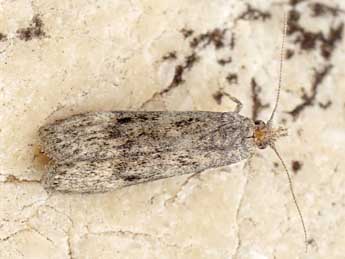 Aphomia cephalonica Stt. adulte - �Friedmar Graf