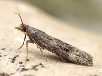 Aphomia cephalonica Stt. adulte - �Friedmar Graf