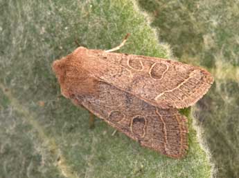 Orthosia cerasi F. adulte - �Philippe Mothiron