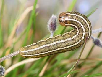  Chenille de Tholera cespitis D. & S. - �Philippe Mothiron