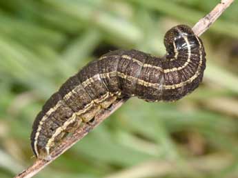  Chenille de Tholera cespitis D. & S. - �Philippe Mothiron