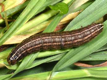  Chenille de Tholera cespitis D. & S. - �Philippe Mothiron