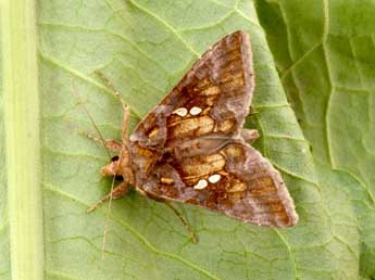 Chrysodeixis chalcites Esp. adulte - �Philippe Mothiron