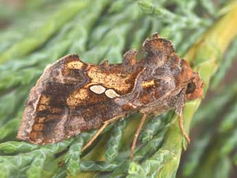 Chrysodeixis chalcites Esp. adulte - �Philippe Mothiron