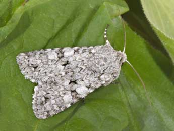 Antitype chi L. adulte - �Philippe Mothiron