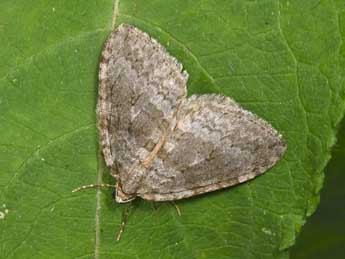 Epirrita christyi Allen adulte - �Philippe Mothiron