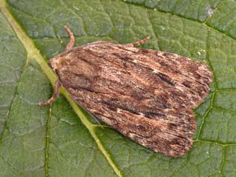 Amphipyra cinnamomea Gze adulte - �Philippe Mothiron