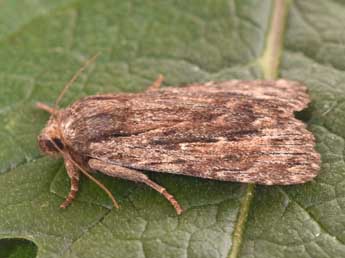 Amphipyra cinnamomea Gze adulte - �Philippe Mothiron