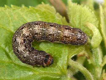  Chenille de Tiliacea citrago L. - �Philippe Mothiron