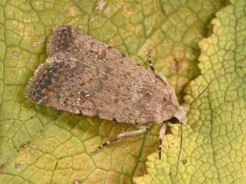 Caradrina clavipalpis Scop. adulte - �Philippe Mothiron