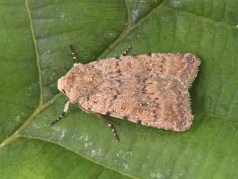 Caradrina clavipalpis Scop. adulte - �Philippe Mothiron