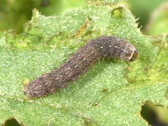  Chenille de Caradrina clavipalpis Scop. - �Philippe Mothiron