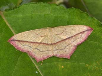 Timandra comae Schmidt adulte - �Philippe Mothiron