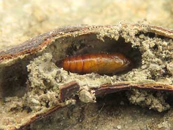  Chrysalide de Alophia combustella H.-S. - �Ruben Meert