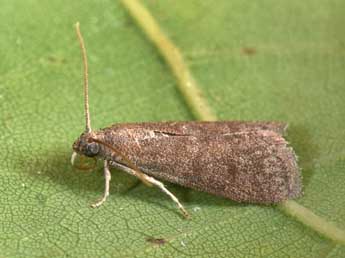 Assara conicolella Const. adulte - �Philippe Mothiron