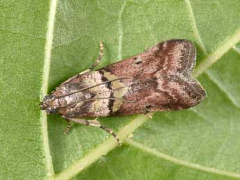 Acrobasis consociella Hb. adulte - �Philippe Mothiron