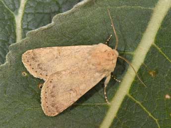 Dichagyris constanti Mill. adulte - �Philippe Mothiron