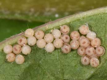  Oeuf de Dichagyris constanti Mill. - �Philippe Mothiron