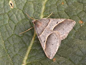 Perigune convergata Vill. adulte - �Philippe Mothiron