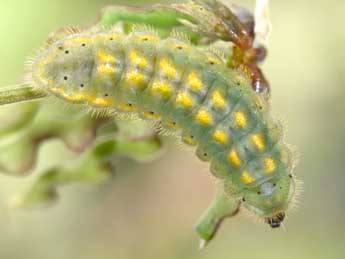  Chenille de Lysandra coridon Poda - �Philippe Mothiron