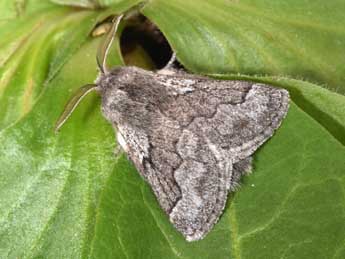 Trichiura crataegi L. adulte - �Philippe Mothiron