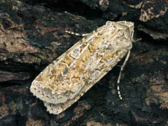 Euxoa cursoria Hfn. adulte - �Serge Wambeke