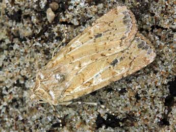 Euxoa cursoria Hfn. adulte - �Serge Wambeke