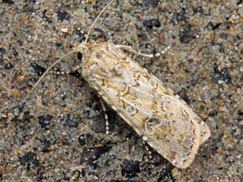 Euxoa cursoria Hfn. adulte - �Serge Wambeke