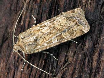 Euxoa cursoria Hfn. adulte - �Serge Wambeke