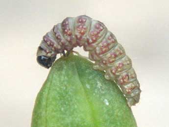  Chenille de Metachrostis dardouini Bsdv. - �Claude Tautel