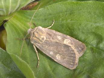 Euxoa decora D. & S. adulte - �Philippe Mothiron