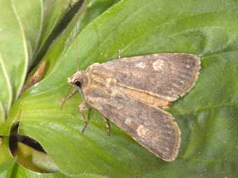 Euxoa decora D. & S. adulte - �Philippe Mothiron