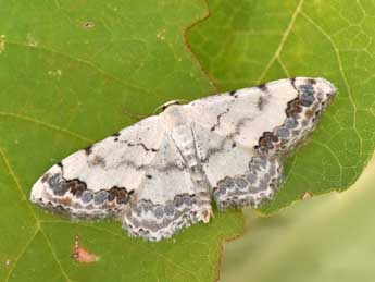 Scopula decorata D. & S. adulte - �Philippe Mothiron