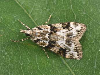 Eudonia delunella Stt. adulte - �Philippe Mothiron