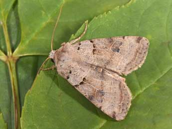 Eugnorisma depuncta L. adulte - �Philippe Mothiron