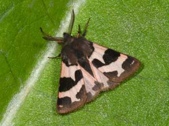 Watsonarctia deserta Bartel adulte - �Philippe Mothiron