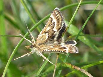 Synaphe diffidalis Gn. adulte - �Marie Gu�rard