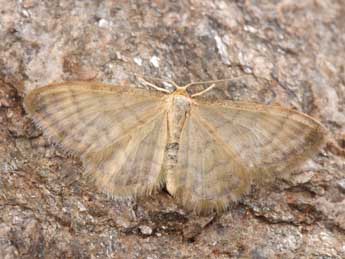 Idaea dilutaria Hb. adulte - �Philippe Mothiron
