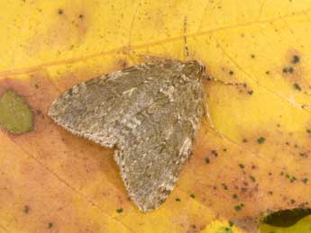 Epirrita dilutata D. & S. adulte - �Philippe Mothiron