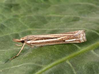 Ancylolomia disparalis Hb. adulte - �Philippe Mothiron